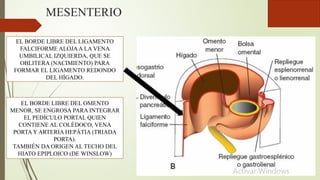 MESENTERIO
EL BORDE LIBRE DEL LIGAMENTO
FALCIFORME ALOJAA LA VENA
UMBILICAL IZQUIERDA, QUE SE
OBLITERA (NACIMIENTO) PARA
FORMAR EL LIGAMENTO REDONDO
DEL HÍGADO.
EL BORDE LIBRE DEL OMENTO
MENOR, SE ENGROSA PARA INTEGRAR
EL PEDÍCULO PORTAL QUIEN
CONTIENE AL COLÉDOCO, VENA
PORTA Y ARTERIA HEPÁTIA (TRIADA
PORTA).
TAMBIÉN DA ORIGEN AL TECHO DEL
HIATO EPIPLOICO (DE WINSLOW)
 