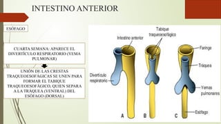INTESTINO ANTERIOR
ESÓFAGO
CUARTA SEMANA: APARECE EL
DIVERTÍCULO RESPIRATORIO (YEMA
PULMONAR)
UNIÓN DE LAS CRESTAS
TRAQUEOESOFÁGICAS SE UNEN PARA
FORMAR EL TABIQUE
TRAQUEOESOFÁGICO, QUIEN SEPARA
A LA TRÁQUEA (VENTRAL) DEL
ESÓFAGO (DORSAL)
 