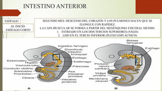 INTESTINO ANTERIOR
AL INICIO:
ESÓFAGO CORTO
SEGUNDO MES: DESCENSO DEL CORAZÓN Y LOS PULMONES HACEN QUE SE
ELONGUE CON RAPIDEZ.
LA CAPA MUSCULAR SE FORMAA PARTIR DEL MESÉNQUIMA VISCERAL SIENDO:
1. ESTRIADO EN LOS DOS TERCIOS SUPERIORES (VAGO)
2. LISO EN EL TERCIO INFERIOR (PLEXO ESPLÁCNICO)
ESÓFAGO
 