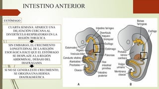 INTESTINO ANTERIOR
ESTÓMAGO
CUARTA SEMANA: APARECE UNA
DILATACIÓN CERCANAAL
DIVERTÍCULO RESPIRATORIO EN LA
REGIÓN TORÁCICA
SIN EMBARGO, EL CRECIMIENTO
LONGITUDINAL DE LA REGIÓN
ESOFÁGICA HACE QUE EL ESTÓMAGO
SE DESPLAZE A LA REGIÓN
ABDOMINAL, DEBAJO DEL
DIAFRAGAMA
SI NO SE GENERA ESTE CRECIMIENTO,
SE ORIGINA UNA HERNIA
DIAFRAGMÁTICA
 