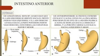 INTESTINO ANTERIOR
ESTÓMAGO
EJE LONGITUDINAL: ROTA 90°, LO QUE HACE QUE
EL LADO IZQUIERDO SE ORIENTE HACIA EL FRENTE
(NERVIO VAGO IZQUIERDO); Y EL LADO DERECHO
LO HAGA HACIA LA PARTE POSTERIOR (NERVIO
VAGO DERECHO). ESTO FORMA LAS CURVATURAS
MAYOR Y MENOR
EJE ANTEROPOSTERIOR: AL INICIO EL EXTREMO
CEFÁLICO Y CAUDAL ESTAN EN LA LÍNEA MEDIA;
PERO DESPUÉS DE ESTE EJE LA REGIÓN PILÓRICA
(CAUDA) SE DESPLAZA HACIA LA DERECHA Y
ARRIBA, Y LA PORCIÓN CARDIACA (CEFÁLICA)
HACIA LA IZQUIERDA Y ABAJO
 