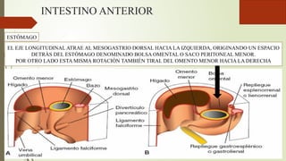 INTESTINO ANTERIOR
ESTÓMAGO
EL EJE LONGITUDINAL ATRAE AL MESOGASTRIO DORSAL HACIA LA IZQUIERDA, ORIGINANDO UN ESPACIO
DETRÁS DEL ESTÓMAGO DENOMINADO BOLSA OMENTAL O SACO PERITONEAL MENOR.
POR OTRO LADO ESTA MISMA ROTACIÓN TAMBIÉN TIRAL DEL OMENTO MENOR HACIA LA DERECHA
 