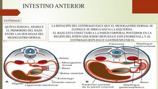 INTESTINO ANTERIOR
ESTÓMAGO
QUINTA SEMANA: APARECE
EL PRIMORDIO DEL BAZO
ENTRE LAS DOS HOJAS DEL
MESOGASTRIO DORSAL
LA ROTACIÓN DEL ESTÓMAGO HACE QUE EL MESOGASTRIO DORSAL SE
ELONGUE SE DIRIGA HACIA LA IZQUIERDA.
EL BAZO ESTA CONECTADO A LA PARED CORPORAL POSTERIOR EN LA
REGIÓN DEL RIÑÓN IZQUIERDO (REPLIEGUE ESPLENORRENAL), Y AL
ESTÓMAGO (REPLIEGUE GASTROESPLÉNICO)
 