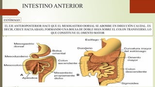 INTESTINO ANTERIOR
ESTÓMAGO
EL EJE ANTEROPOSTERIOR HACE QUE EL MESOGASTRIO DORSAL SE ABOMBE EN DIRECCIÓN CAUDAL. ES
DECIR, CRECE HACIAABAJO, FORMANDO UNA BOLSA DE DOBLE HOJA SOBRE EL COLON TRANSVERSO, LO
QUE CONSTITUYE EL OMENTO MAYOR
 