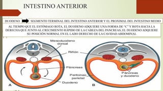 INTESTINO ANTERIOR
DUODENO SEGMENTO TERMINAL DEL INTESTINO ANTERIOR Y EL PROXIMAL DEL INTESTINO MEDIO
AL TIEMPO QUE EL ESTÓMAGO ROTA, EL DUODENO ADQUIERE UNA FORMA DE “C” Y ROTA HACIA LA
DERECHA QUE JUNTO AL CRECIMIENTO RÁPIDO DE LA CABEZA DEL PANCREAS, EL DUODENO ADQUIERE
SU POSICIÓN NORMAL EN EL LADO DERECHO DE LA CAVIDAD ABDOMINAL
 