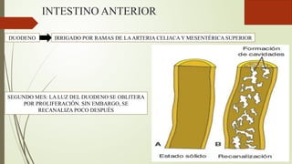 INTESTINO ANTERIOR
DUODENO
SEGUNDO MES: LA LUZ DEL DUODENO SE OBLITERA
POR PROLIFERACIÓN. SIN EMBARGO, SE
RECANALIZA POCO DESPUÉS
IRRIGADO POR RAMAS DE LAARTERIA CELIACA Y MESENTÉRICA SUPERIOR
 