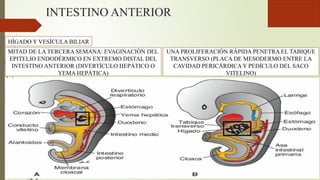 INTESTINO ANTERIOR
HÍGADO Y VESÍCULA BILIAR
MITAD DE LA TERCERA SEMANA: EVAGINACIÓN DEL
EPITELIO ENDODÉRMICO EN EXTREMO DISTAL DEL
INTESTINO ANTERIOR (DIVERTÍCULO HEPÁTICO O
YEMA HEPÁTICA)
UNA PROLIFERACIÓN RÁPIDA PENETRA EL TABIQUE
TRANSVERSO (PLACA DE MESODERMO ENTRE LA
CAVIDAD PERICÁRDICA Y PEDÍCULO DEL SACO
VITELINO)
 