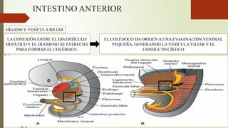 INTESTINO ANTERIOR
HÍGADO Y VESÍCULA BILIAR
LA CONEXIÓN ENTRE EL DIVERTÍCULO
HEPÁTICO Y EL DUODENO SE ESTRECHA
PARA FORMAR EL COLÉDOCO.
EL COLÉDOCO DA ORIGEN A UNA EVAGINACIÓN VENTRAL
PEQUEÑA, GENERANDO LA VESÍCULA VILIAR Y EL
CONDUCTO CÍSTICO
 