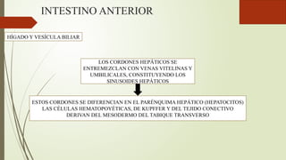 INTESTINO ANTERIOR
HÍGADO Y VESÍCULA BILIAR
LOS CORDONES HEPÁTICOS SE
ENTREMEZCLAN CON VENAS VITELINAS Y
UMBILICALES, CONSTITUYENDO LOS
SINUSOIDES HEPÁTICOS
ESTOS CORDONES SE DIFERENCIAN EN EL PARÉNQUIMA HEPÁTICO (HEPATOCITOS)
LAS CÉLULAS HEMATOPOYÉTICAS, DE KUPFFER Y DEL TEJIDO CONECTIVO
DERIVAN DEL MESODERMO DEL TABIQUE TRANSVERSO
 