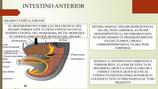 INTESTINO ANTERIOR
HÍGADO Y VESÍCULA BILIAR
EL MESODERMO NO CUBRE LA CARA CRANEAL DEL
HÍGADO, PORQUE ESTE YA TIENE CONTACTO CON EL
TENDÓN CENTRAL DEL DIAFRAGMA, DE TAL MODO QUE
SE CONOCE COMO REGIÓN DESNUDA DEL HÍGADO
DECIMA SEMANA: HÍGADO REPRESENTA EL
10% DEL PESO CORPORAL (FUNCIÓN
HEMATOPOYÉTICA); SIN EMBARGO ESTA
FUNCIÓN DISMINUYE PROGRESIVAMENTE
EN LOS ÚLTIMOS 2 MESES,
CORRESPONDIENDO EL 5% DEL PESO
CORPORAL
SEMANA 12: HEPATOCITOS COMIENZAN A
FORMAR BILIS. A LA PAR DE ESTO, YA SE
DESARROLLARON LA VESÍCULA BILIAR Y
CONDUC CÍSTICO, QUIEN SE UNE AL
CONDUCTO HEPÁTICO PARA INTEGRAR EL
COLÉDOCO. ESTE ÚLTIMO INGRESAAL TUBO
DIGESTIVO
 