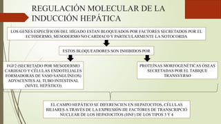 REGULACIÓN MOLECULAR DE LA
INDUCCIÓN HEPÁTICA
LOS GENES ESPECÍFICOS DEL HÍGADO ESTAN BLOQUEADOS POR FACTORES SECRETADOS POR EL
ECTODERMO, MESODERMO NO CARDIACO Y PARTICULARMENTE LA NOTOCORDA
ESTOS BLOQUEADORES SON INHIBIDOS POR
FGF2 (SECRETADO POR MESODERMO
CARDIACO Y CÉLULAS ENDOTELIALES
FORMADORAS DE VASO SANGUÍNEOS)
ADYACENTES AL TUBO INTESTINAL
(NIVEL HEPÁTICO)
PROTEÍNAS MORFOGENÉTICAS ÓSEAS
SECRETADAS POR EL TABIQUE
TRANSVERSO
EL CAMPO HEPÁTICO SE DIFERENCIEN EN HEPATOCITOS, CÉLULAS
BILIARES A TRAVÉS DE LA EXPRESIÓN DE FACTORES DE TRANSCRIPCIÓ
NUCLEAR DE LOS HEPATOCITOS (HNF) DE LOS TIPOS 3 Y 4
 