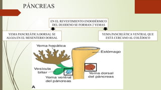 PÁNCREAS
EN EL REVESTIMIENTO ENDODÉRMICO
DEL DUODENO SE FORMAN 2 YEMAS
YEMA PANCREÁTICA DORSAL SE
ALOJA EN EL MESENTERIO DORSAL
YEMA PANCREÁTICA VENTRAL QUE
ESTÁ CERCANO AL COLÉDOCO
 