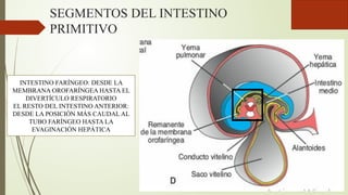 SEGMENTOS DEL INTESTINO
PRIMITIVO
INTESTINO FARÍNGEO: DESDE LA
MEMBRANA OROFARÍNGEA HASTA EL
DIVERTÍCULO RESPIRATORIO
EL RESTO DEL INTESTINO ANTERIOR:
DESDE LA POSICIÓN MÁS CAUDAL AL
TUBO FARÍNGEO HASTA LA
EVAGINACIÓN HEPÁTICA
 