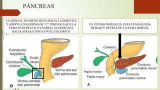 PÁNCREAS
CUANDO EL DUODENO ROTA HACIA LA DERECHA
Y ADOPTA UNA FORMA DE “C”, PROVOCA QUE LA
YEMA PANCREÁTICA VENTRAL SE DESPLACE
HACIAATRÁS JUNTO CON EL COLÉDOCO
EN ÚLTIMA INSTANCIA, ESTA YEMA QUEDA
DEBAJO Y DETRÁS DE LA YEMA DORSAL
 