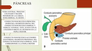 PÁNCREAS
YEMA VENTRAL: PROCESO
UNCINADO Y REGIÓN
INFERIOR DE LA CABEZA.
YEMA DORSAL: EL RESTO
CONDUCTO PANCREÁTICO PRINCIPAL
(WIRSUNG): SEGMENTO DISTAL DEL
CONDUCTO PANCREÁTICO DORSAL Y
TODO EL VENTRAL. ESTE, JUNTO CON EL
COLÉDOCO DRENAAL DUODENO EN LA
PAPILA MAYOR.
CONDUCTO PANCREÁTICO ACCESORIO
(SANTORINI): SEGMENTO PROXIMAL DEL
CONDUCTO PANCREÁTICO DORSAL, ESTE
CORRESPONDE A LA PAPILA MENOR
 