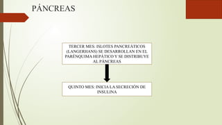 PÁNCREAS
TERCER MES: ISLOTES PANCREÁTICOS
(LANGERHANS) SE DESARROLLAN EN EL
PARÉNQUIMA HEPÁTICO Y SE DISTRIBUYE
AL PÁNCREAS
QUINTO MES: INICIA LA SECRECIÓN DE
INSULINA
 