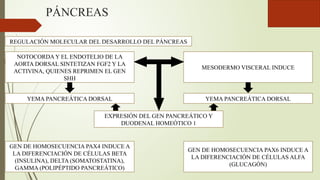 PÁNCREAS
REGULACIÓN MOLECULAR DEL DESARROLLO DEL PÁNCREAS
NOTOCORDA Y EL ENDOTELIO DE LA
AORTA DORSAL SINTETIZAN FGF2 Y LA
ACTIVINA, QUIENES REPRIMEN EL GEN
SHH
YEMA PANCREÁTICA DORSAL
MESODERMO VISCERAL INDUCE
YEMA PANCREÁTICA DORSAL
EXPRESIÓN DEL GEN PANCREÁTICO Y
DUODENAL HOMEÓTICO 1
GEN DE HOMOSECUENCIA PAX4 INDUCE A
LA DIFERENCIACIÓN DE CÉLULAS BETA
(INSULINA), DELTA (SOMATOSTATINA),
GAMMA (POLIPÉPTIDO PANCREÁTICO)
GEN DE HOMOSECUENCIA PAX6 INDUCE A
LA DIFERENCIACIÓN DE CÉLULAS ALFA
(GLUCAGÓN)
 