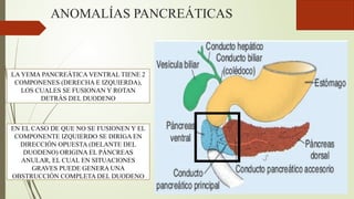 ANOMALÍAS PANCREÁTICAS
LA YEMA PANCREÁTICA VENTRAL TIENE 2
COMPONENES (DERECHA E IZQUIERDA),
LOS CUALES SE FUSIONAN Y ROTAN
DETRÁS DEL DUODENO
EN EL CASO DE QUE NO SE FUSIONEN Y EL
COMPONENTE IZQUIERDO SE DIRIGA EN
DIRECCIÓN OPUESTA (DELANTE DEL
DUODENO) ORIGINA EL PÁNCREAS
ANULAR, EL CUAL EN SITUACIONES
GRAVES PUEDE GENERA UNA
OBSTRUCCIÓN COMPLETA DEL DUODENO
 
