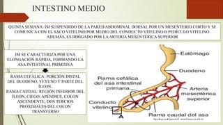 INTESTINO MEDIO
QUINTA SEMANA: IM SUSPENDIDO DE LA PARED ABDOMINAL DORSAL POR UN MESENTERIO CORTO Y SE
COMUNICA CON EL SACO VITELINO POR MEDIO DEL CONDUCTO VITELINO O PEDÍCULO VITELINO.
ADEMÁS, ES IRRIGADO POR LAARTERIA MESENTÉRICA SUPERIOR
IM SE CARACTERIZA POR UNA
ELONGACIÓN RÁPIDA, FORMANDO LA
ASA INTESTINAL PRIMITIVA
RAMA CEFÁLICA: PORCIÓN DISTAL
DEL DUODENO, YEYUNO Y PARTE DEL
ÍLEON.
RAMA CAUDAL: REGIÓN INFERIOR DEL
ÍLEON, CIEGO, APÉNDICE, COLON
ASCENDENTE, DOS TERCIOS
PROXIMALES DEL COLON
TRANSVERSO
 