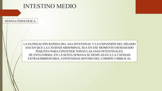 INTESTINO MEDIO
HERNIA FISIOLÓGICA
LA ELONGACIÓN RÁPIDA DEL ASA INTESTINAL Y LA EXPANSIÓN DEL HÍGADO
HACEN QUE LA CAVIDAD ABDOMINAL SEA EN ESE MOMENTO DEMASIADO
PEQUEÑA PARA CONTENER TODAS LAS ASAS INTESTINALES.
DE ESTA FORMA, EN LA SEXTA SEMANA SE DESPLAZAN A LA CAVIDAD
EXTRAEMBRIONARIA, CONTENIDAS DENTRO DEL CORDÓN UMBILICAL
 
