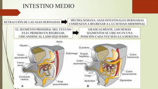 INTESTINO MEDIO
RETRACCIÓN DE LAS ASAS HERNIADAS
DÉCIMA SEMANA: ASAS INTESTINALES HERNIADAS
COMIENZAN A REGRESAR A LA CAVIDAD ABDOMINAL
EL SEGMENTO PROXIMAL DEL YEYUNO
ES EL PRIMERO EN REGRESAR,
UBICANDOSE AL LADO IZQUIERDO
GRADUALMENTE, LOS DEMÁS
SEGMENTOS SE UBICAN EN UNA
POSICIÓN CADA VEZ MÁS A LA DERECHA
 