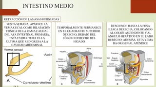 INTESTINO MEDIO
RETRACCIÓN DE LAS ASAS HERNIADAS
SEXTA SEMANA: APARECE LA
YEMA CECAL COMO DILATACIÓN
CÓNICA DE LA RAMA CAUDAL
DEL ASA INTESTINAL PRIMARIA.
ESTA ESTRUCTURA ES LA
ÚLTIMA QUE REINGRESAA LA
CAVIDAD ABDOMINAL
TEMPORALMENTE PERMANECE
EN EL CUADRANTE SUPERIOR
DERECHO, DEBAJO DEL
LÓBULO DERECHO DEL
HÍGADO
DESCIENDE HASTA LA FOSA
ILIACA DERECHA, COLOCANDO
AL COLON ASCENDENTE Y AL
ÁNGULO HEPÁTICO EN EL LADO
DERECHO. ADEMÁS, ESTA YEMA
DA ORIGEN AL APÉNDICE
 