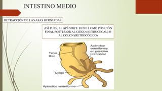 INTESTINO MEDIO
RETRACCIÓN DE LAS ASAS HERNIADAS
ASÍ PUES, EL APÉNDICE TIENE COMO POSICIÓN
FINAL POSTERIOR AL CIEGO (RETROCECAL) O
AL COLON (RETROCÓLICO)
 