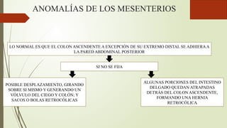 ANOMALÍAS DE LOS MESENTERIOS
LO NORMAL ES QUE EL COLON ASCENDENTE A EXCEPCIÓN DE SU EXTREMO DISTAL SE ADHIERAA
LA PARED ABDOMINAL POSTERIOR
SI NO SE FIJA
POSIBLE DESPLAZAMIENTO, GIRANDO
SOBRE SI MISMO Y GENERANDO UN
VÓLVULO DEL CIEGO Y COLÓN; Y
SACOS O BOLAS RETROCÓLICAS
ALGUNAS PORCIONES DEL INTESTINO
DELGADO QUEDAN ATRAPADAS
DETRÁS DEL COLON ASCENDENTE,
FORMANDO UNA HERNIA
RETROCÓLICA
 