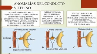 ANOMALÍAS DEL CONDUCTO
VITELINO
DIVERTÍCULO DE MECKEL O
DIVERTÍCULO ILEAL: PERSISTENCIA DE
UN SEGMENTO PEQUEÑO DEL
CONDUCTO VITELINO. SI TIENE TEJIDO
PANCREÁTICO O MUCOSA GÁSTRICA
PUEDE CAUSAR ULCERACIÓN,
HEMORRAGIA O PERFORACIÓN
FÍSTULA UMBILICAL O
VITELINA: TOTALMENTE
PERMEABLE ENTRE EL OMBLIGO
Y TRACTO INTESTINAL
(DESCARGA DE MATERIA FECAL
POR EL OMBLIGO)
ENTEROCISTOMA O
QUISTE VITELINO:
PERSISTENCIA DE LA
PORCIÓN INTERMEDIA
(CORDONES FIBROSOS
EN LOS EXTREMOS)
 
