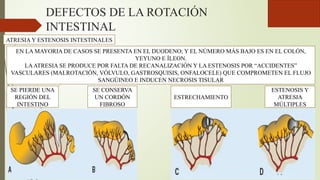 DEFECTOS DE LA ROTACIÓN
INTESTINAL
ATRESIA Y ESTENOSIS INTESTINALES
EN LA MAYORIA DE CASOS SE PRESENTA EN EL DUODENO; Y EL NÚMERO MÁS BAJO ES EN EL COLÓN,
YEYUNO E ÍLEON.
LAATRESIA SE PRODUCE POR FALTA DE RECANALIZACIÓN Y LA ESTENOSIS POR “ACCIDENTES”
VASCULARES (MALROTACIÓN, VÓLVULO, GASTROSQUISIS, ONFALOCELE) QUE COMPROMETEN EL FLUJO
SANGÚINEO E INDUCEN NECROSIS TISULAR
SE PIERDE UNA
REGIÓN DEL
INTESTINO
SE CONSERVA
UN CORDÓN
FIBROSO
ESTRECHAMIENTO
ESTENOSIS Y
ATRESIA
MÚLTIPLES
 
