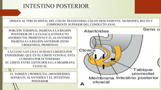 INTESTINO POSTERIOR
ORIGEN AL TERCIO DISTAL DEL COLON TRANSVERSO, COLON DESCENDENTE, SIGMOIDES, RECTO Y
COMPONENTE SUPERIOR DEL CONDUCTO ANAL
PORCIÓN TERMINAL INGRESAA LA REGIÓN
POSTERIOR DE LA CLOACA (CONDUCTO
ANORRECTAL PRIMITIVO) Y EL ALANTOIDES
INGRESAA LA REGIÓN ANTERIOR (SENO
UROGENITAL PRIMITIVO)
LA CLOACA ES UNA CAVIDAD CUBIERTA POR
ENDODERMO, QUE EN SU LÍMITE VENTRAL ESTÁ
CUBIERTA POR ECTODERMO.
SU LÍMITE ENTRE ESTOS DOS ES LA MEMBRANA
CLOACAL
EL TABIQUE URORRECTAL (MESODERMO)
SEPARA EL ALANTOIDES Y EL INTESTINO
POSTERIOR
 
