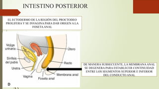 INTESTINO POSTERIOR
EL ECTODERMO DE LA REGIÓN DEL PROCTODEO
PROLIFERA Y SE INVAGINA PARA DAR ORIGEN A LA
FOSETAANAL
DE MANERA SUBSECUENTE, LA MEMBRANAANAL
SE DEGENERA PARA ESTABLECER CONTINUIDAD
ENTRE LOS SEGMENTOS SUPERIOR E INFERIOR
DEL CONDUCTO ANAL
 