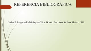 REFERENCIA BIBLIOGRÁFICA
Sadler T. Langman Embriología médica. 14.a ed. Barcelona: Wolters Kluwer; 2019.
 