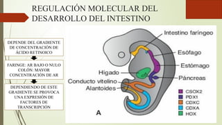 REGULACIÓN MOLECULAR DEL
DESARROLLO DEL INTESTINO
DEPENDE DEL GRADIENTE
DE CONCENTRACIÓN DE
ÁCIDO RETINOICO
FARINGE: AR BAJO O NULO
COLÓN: MAYOR
CONCENTRACIÓN DE AR
DEPENDIENDO DE ESTE
GRADIENTE SE PROVOCA
UNA EXPRESIÓN DE
FACTORES DE
TRANSCRIPCIÓN
 