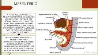 MESENTERIO
A NIVEL DEL ABDOMEN, EL
MESENTERIO DORSAL SE EXTIENDE
(DESDE REGIÓN INFERIOR DEL
ESÓFAGO HASTA EL RECTO) COMO
UNA LÁMINA CONTINUA UNIDAA
LA PARED CORPORAL POSTERIOR,
CONSTITUYENDO UNA VÍA PARA EL
PASO DE VASOS SANGUÍNEOS,
LINFÁTICOS Y NERVIOS
DEPENDIENDO LA POSICIÓN, EL
MESENTERIO TIENE
DENOMINACIONES: MESOGASTRIO
DORSAL, OMENTO MAYOR,
MESODUODENO, MESENTERIO DEL
ID, MESOCOLON, MESOAPÉNDICE,
MESOSIGMOIDES Y MESORRECTO
 