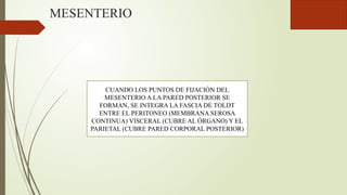 MESENTERIO
CUANDO LOS PUNTOS DE FIJACIÓN DEL
MESENTERIO A LA PARED POSTERIOR SE
FORMAN, SE INTEGRA LA FASCIA DE TOLDT
ENTRE EL PERITONEO (MEMBRANA SEROSA
CONTINUA) VISCERAL (CUBRE AL ÓRGANO) Y EL
PARIETAL (CUBRE PARED CORPORAL POSTERIOR)
 