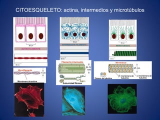 CITOESQUELETO: actina, intermedios y microtúbulos

 
