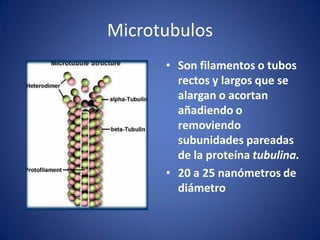 Microtubulos
• Son filamentos o tubos
rectos y largos que se
alargan o acortan
añadiendo o
removiendo
subunidades pareadas
de la proteína tubulina.
• 20 a 25 nanómetros de
diámetro

 