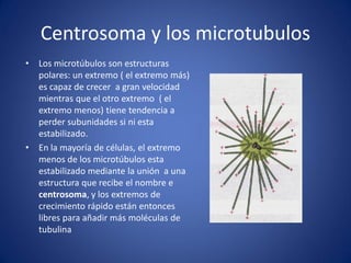 Centrosoma y los microtubulos
•

•

Los microtúbulos son estructuras
polares: un extremo ( el extremo más)
es capaz de crecer a gran velocidad
mientras que el otro extremo ( el
extremo menos) tiene tendencia a
perder subunidades si ni esta
estabilizado.
En la mayoría de células, el extremo
menos de los microtúbulos esta
estabilizado mediante la unión a una
estructura que recibe el nombre e
centrosoma, y los extremos de
crecimiento rápido están entonces
libres para añadir más moléculas de
tubulina

 