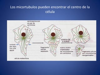 Los micortubulos pueden encontrar el centro de la
célula

 