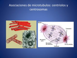Asociaciones de microtubulos: centriolos y
centrosomas

 