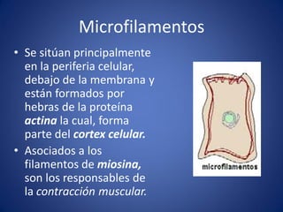 Microfilamentos
• Se sitúan principalmente
en la periferia celular,
debajo de la membrana y
están formados por
hebras de la proteína
actina la cual, forma
parte del cortex celular.
• Asociados a los
filamentos de miosina,
son los responsables de
la contracción muscular.

 