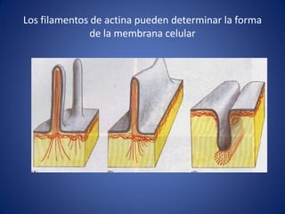 Los filamentos de actina pueden determinar la forma
de la membrana celular

 