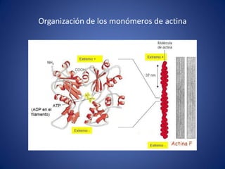 Organización de los monómeros de actina

 
