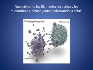 Normalmente los filamentos de actina y los
microtúbulos actúan juntos polarizando la célula

 