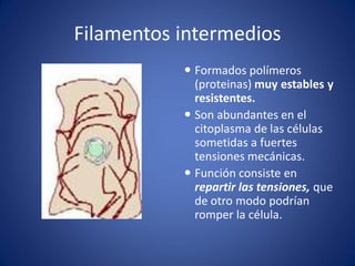 Filamentos intermedios
 Formados polímeros
(proteinas) muy estables y
resistentes.
 Son abundantes en el
citoplasma de las células
sometidas a fuertes
tensiones mecánicas.
 Función consiste en
repartir las tensiones, que
de otro modo podrían
romper la célula.

 