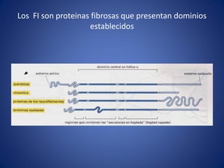 Los FI son proteinas fibrosas que presentan dominios
establecidos

 