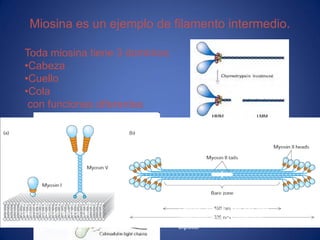 Miosina es un ejemplo de filamento intermedio.
Toda miosina tiene 3 dominios:
•Cabeza
•Cuello
•Cola
con funciones diferentes

Asociadas con vesículas o
cara citoplasmática de
membrana celular

Empaquetadas lado por lado
formando un fino filamento
bipolar

 