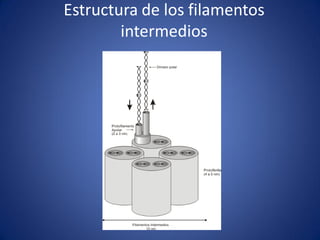 Estructura de los filamentos
intermedios

 