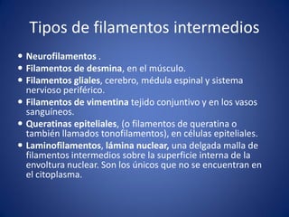 Tipos de filamentos intermedios
 Neurofilamentos .
 Filamentos de desmina, en el músculo.
 Filamentos gliales, cerebro, médula espinal y sistema
nervioso periférico.
 Filamentos de vimentina tejido conjuntivo y en los vasos
sanguíneos.
 Queratinas epiteliales, (o filamentos de queratina o
también llamados tonofilamentos), en células epiteliales.
 Laminofilamentos, lámina nuclear, una delgada malla de
filamentos intermedios sobre la superficie interna de la
envoltura nuclear. Son los únicos que no se encuentran en
el citoplasma.

 